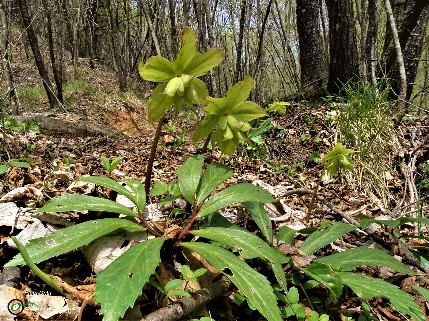 62 Elleborus niger (Elleboro) in avanzata fruttescenza .JPG